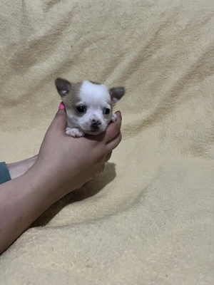 Mini tricolor kan csivava 7hetes szobatiszta!!! - kép 8