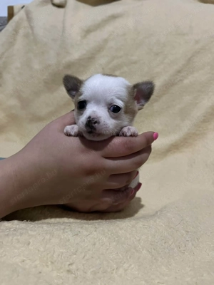 Mini tricolor kan csivava 7hetes szobatiszta!!! - kép 9