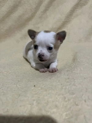 Mini tricolor kan csivava 7hetes szobatiszta!!! - kép 5