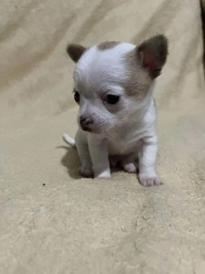 Mini tricolor kan csivava 7hetes szobatiszta!!! - kép 6