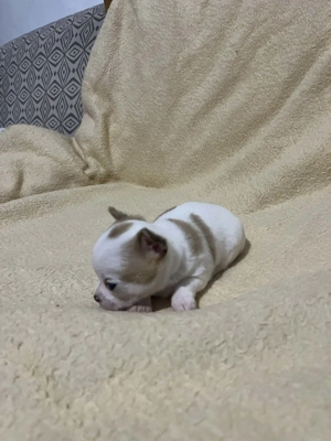 Mini tricolor kan csivava 7hetes szobatiszta!!! - kép 4