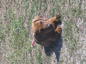 Törpe tacskó vörös