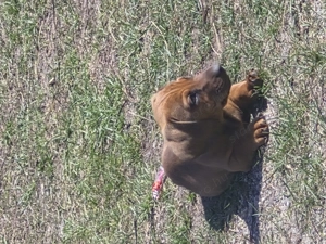 Törpe tacskó vörös - kép 2