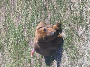 Törpe tacskó vörös - kép 3