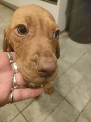 Magyar vizsla kölyök  - kép 2