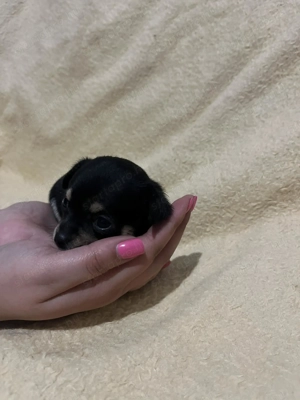 Mini csivava szuka új otthont keres