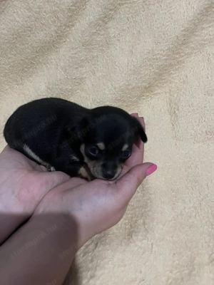 Mini csivava szuka új otthont keres - kép 4