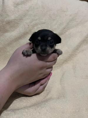 Mini csivava szuka új otthont keres - kép 7