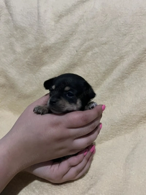 Mini csivava szuka új otthont keres - kép 2