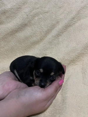 Mini csivava szuka új otthont keres - kép 5