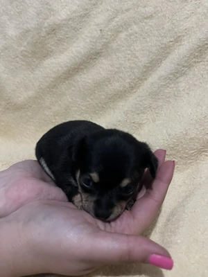 Mini csivava szuka új otthont keres - kép 6