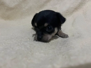 Mini csivava szuka új otthont keres - kép 8