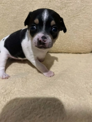 7 hetes fehér-fekete trikolor 2 kicsi kan keresi a gazdit  - kép 8