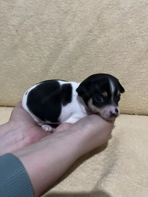 7 hetes fehér-fekete trikolor 2 kicsi kan keresi a gazdit  - kép 6