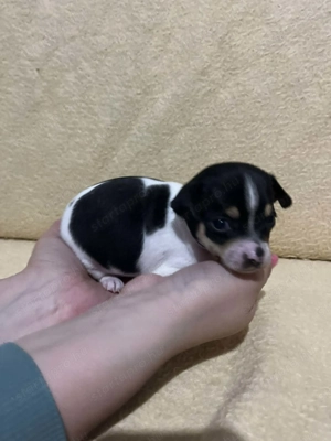 7 hetes fehér-fekete trikolor 2 kicsi kan keresi a gazdit  - kép 9