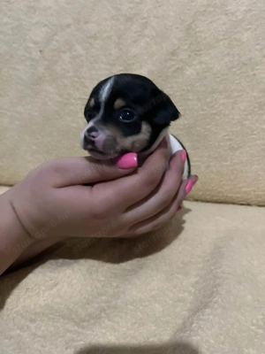 7 hetes fehér-fekete trikolor 2 kicsi kan keresi a gazdit  - kép 7