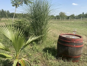Kivételes lehetőség Kiskunmajsán   felújított tanya 1 km-re a termálfürdőtől! - kép 13