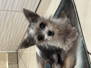 Csivava extramini kislány bocifoltos 