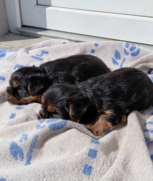 Mini Yorki Kiskutyák