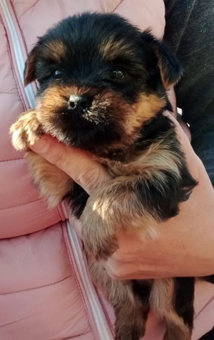 Mini Yorki Kiskutyák - kép 2