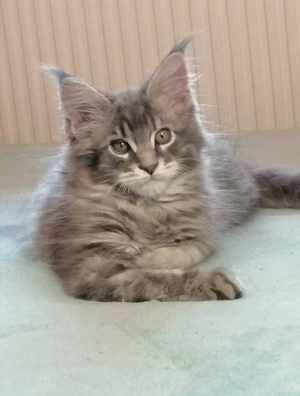 Maine coon kandúr kiscica 