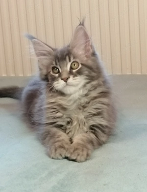 Maine coon kandúr kiscica  - kép 2