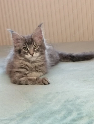 Maine coon kandúr kiscica  - kép 3