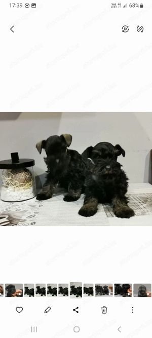 Schnauzer kiskutyák  - kép 2