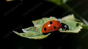 Munka lehetőségeket keresnék**