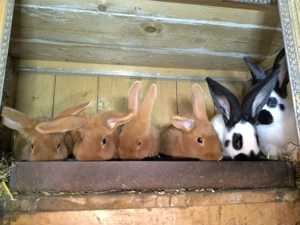 Újzélandi vörös nyulak  - kép 6