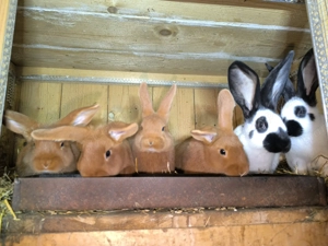 Újzélandi vörös nyulak  - kép 5