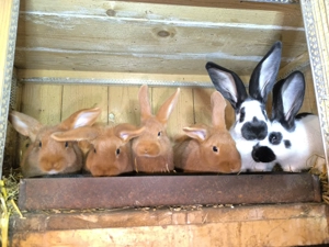 Újzélandi vörös nyulak  - kép 3