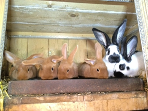 Újzélandi vörös nyulak  - kép 4