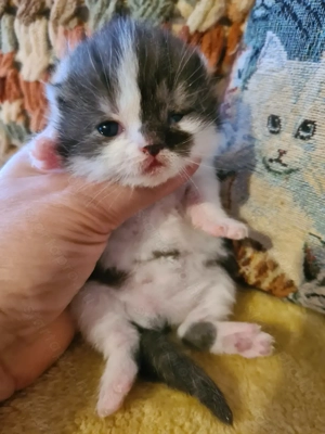 Törzskönyvezett szülőktől minőségi skót babák! - kép 2