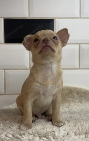 Kan csivava eladó - kép 3