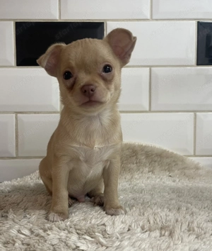 Kan csivava eladó - kép 2