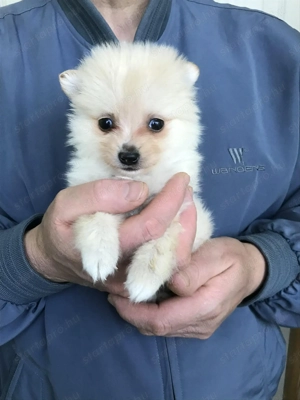 Eladók, foglalhatóak,tündéri Spicc, Spitz kiskutyák. 1 lány, 3 fiú. - kép 7