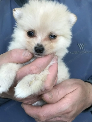 Eladók, foglalhatóak,tündéri Spicc, Spitz kiskutyák. 1 lány, 3 fiú. - kép 10