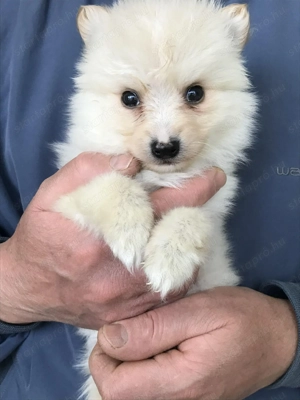 Eladók, foglalhatóak,tündéri Spicc, Spitz kiskutyák. 1 lány, 3 fiú. - kép 9