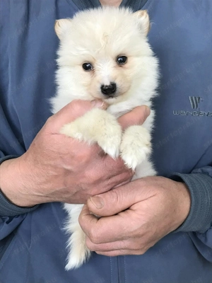 Eladók, foglalhatóak,tündéri Spicc, Spitz kiskutyák. 1 lány, 3 fiú. - kép 4