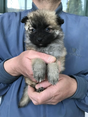 Eladók, foglalhatóak,tündéri Spicc, Spitz kiskutyák. 1 lány, 3 fiú. - kép 12