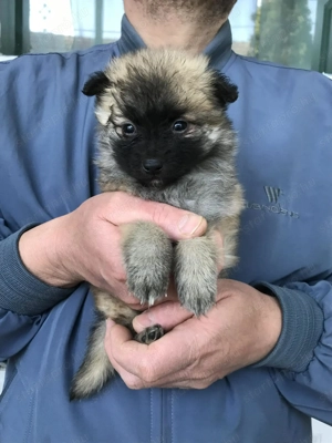 Azonnal elvihetők Tündéri Spicc, Spitz kiskutyák 1 lány és 1 fiú! - kép 5