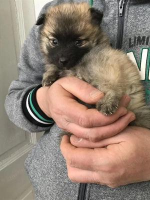 Azonnal elvihetők Tündéri Spicc, Spitz kiskutyák 1 lány és 1 fiú! - kép 3