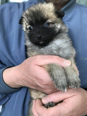 Eladók,foglalhatóak,tündéri Spicc, Spitz kiskutyák. 1 lány 3 fiú. - kép 7