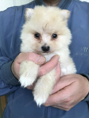 Eladók,foglalhatóak,tündéri Spicc, Spitz kiskutyák. 1 lány 3 fiú. - kép 10