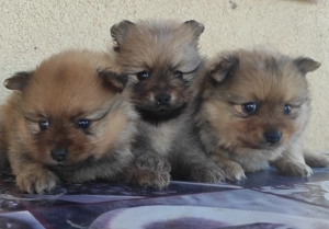 Német Spicc kiskutyák (Tel.:06 70 385 5226)