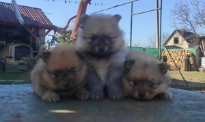 Német Spicc kiskutyák (Tel.:06 70 385 5226) - kép 3