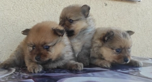 Német Spicc kiskutyák (Tel.:06 70 385 5226) - kép 2