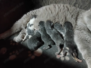 Brit kiscicák foglalhatóak - kép 3