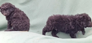 Mudi kiskutyák eladók - kép 4